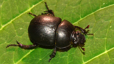 Waldmistkäfer (4).jpg